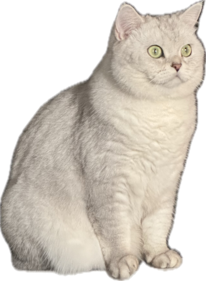 chewping's cat